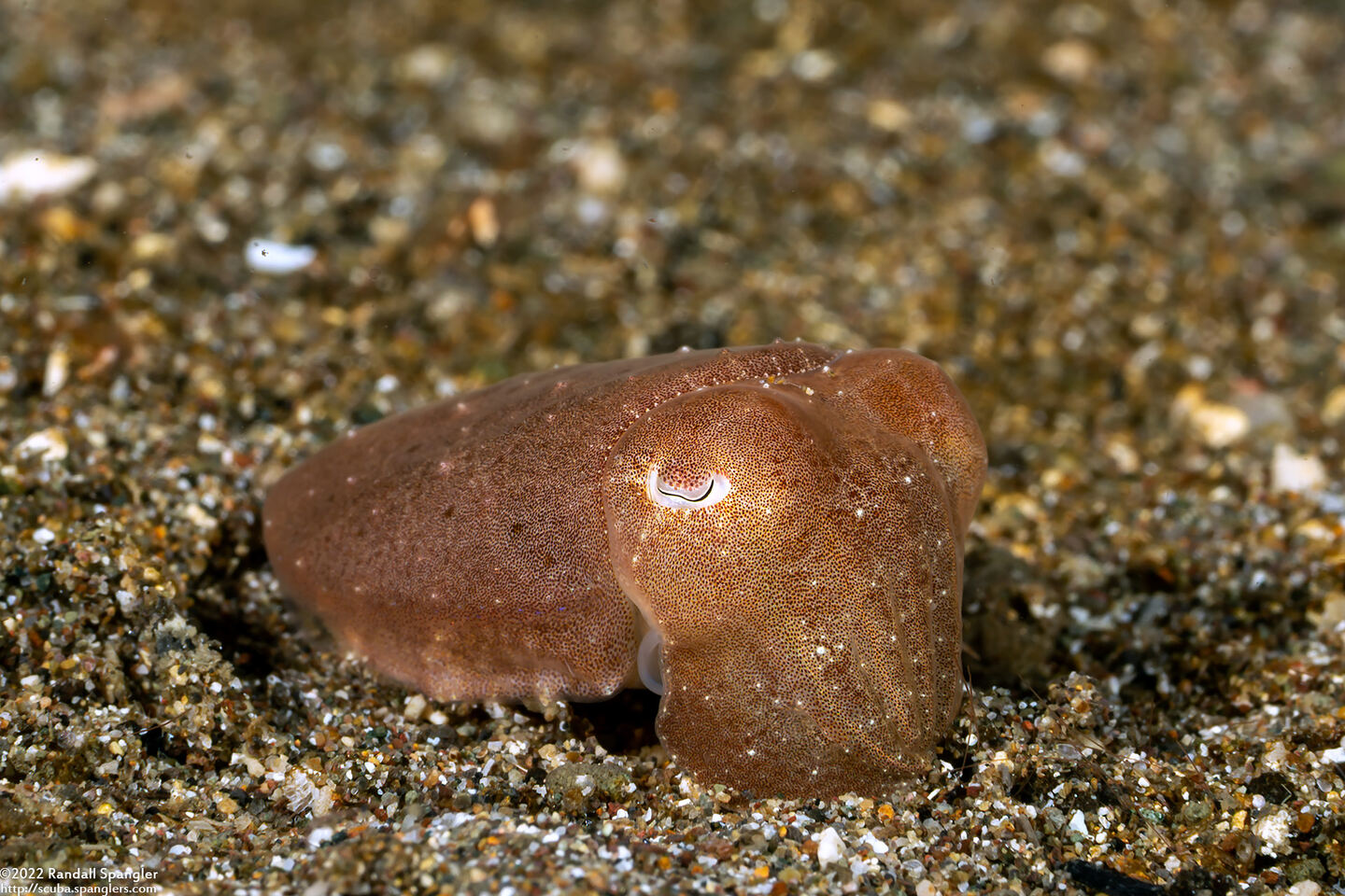 Sepia latimanus (Broadclub Cuttlefish)