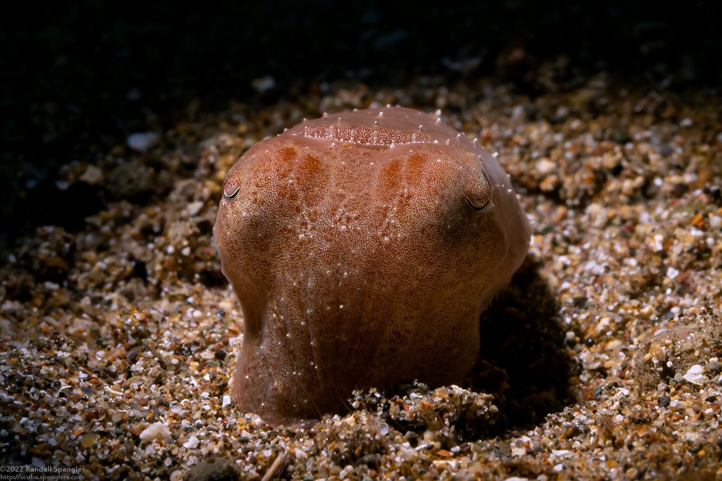 Sepia latimanus (Broadclub Cuttlefish)