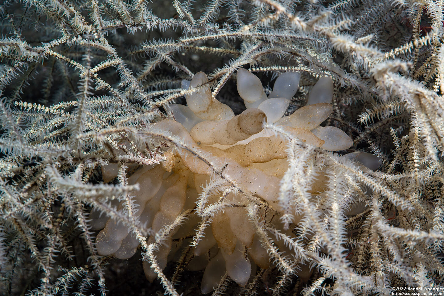 Sepioteuthis lessoniana (Bigfin Reef Squid); Eggs