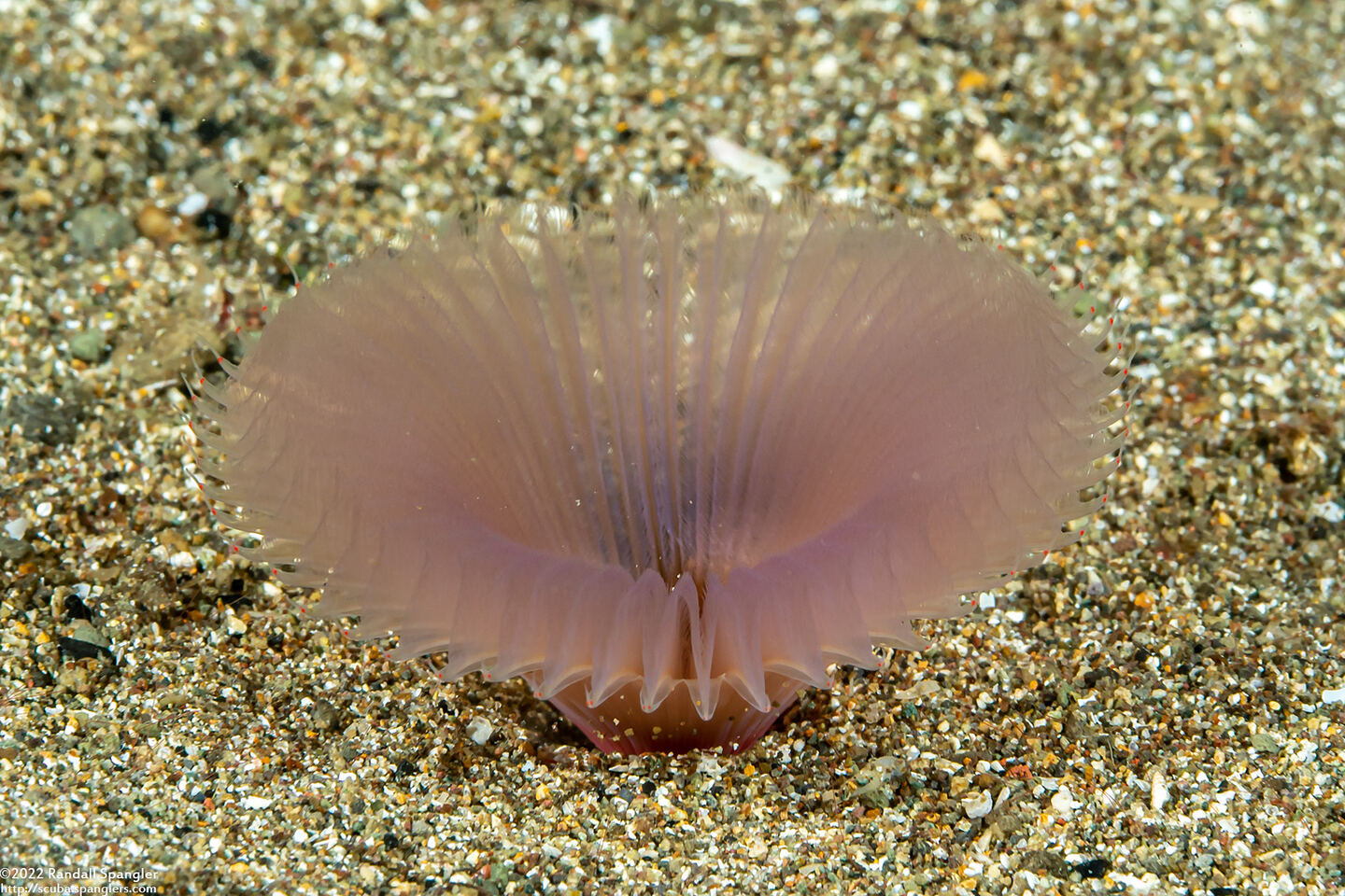 Serpulidae sp.1 (Serpulidae sp.1)