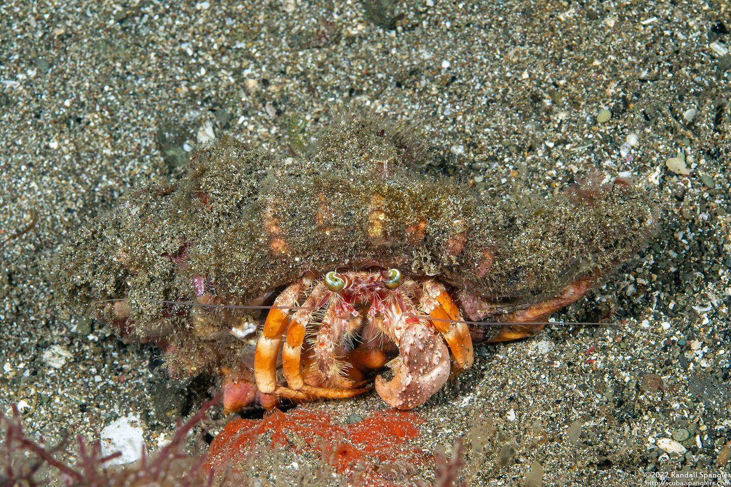 Dardanus pedunculatus (Anemone Hermit Crab)