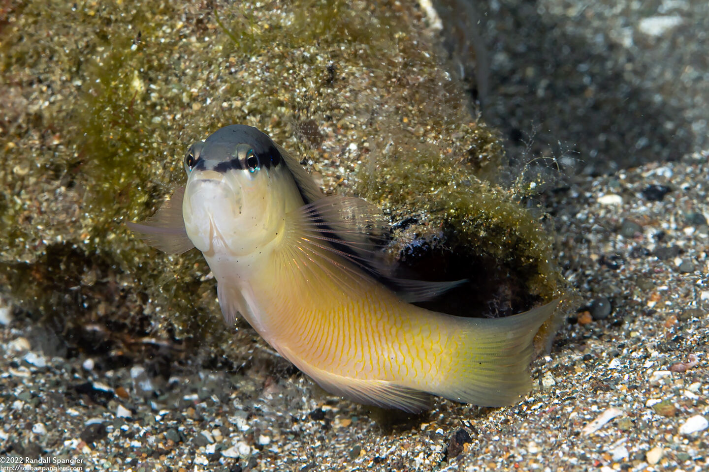 Pseudochromis perspicillatus (Blackstripe Dottyback)