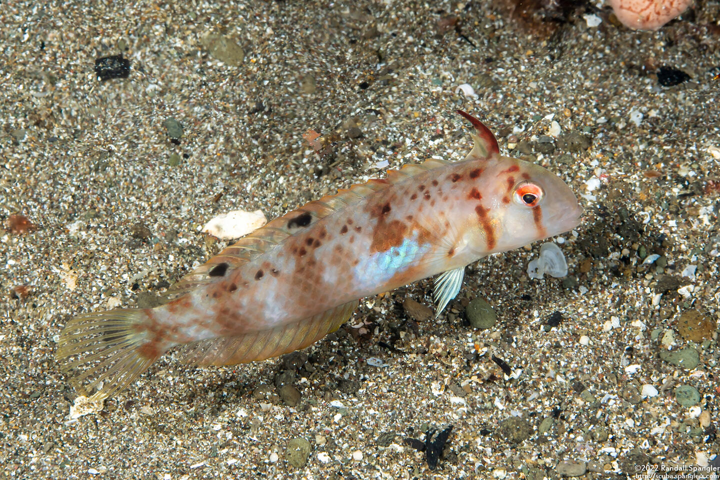 Iniistius aneitensis (Whitepatch Razorfish)