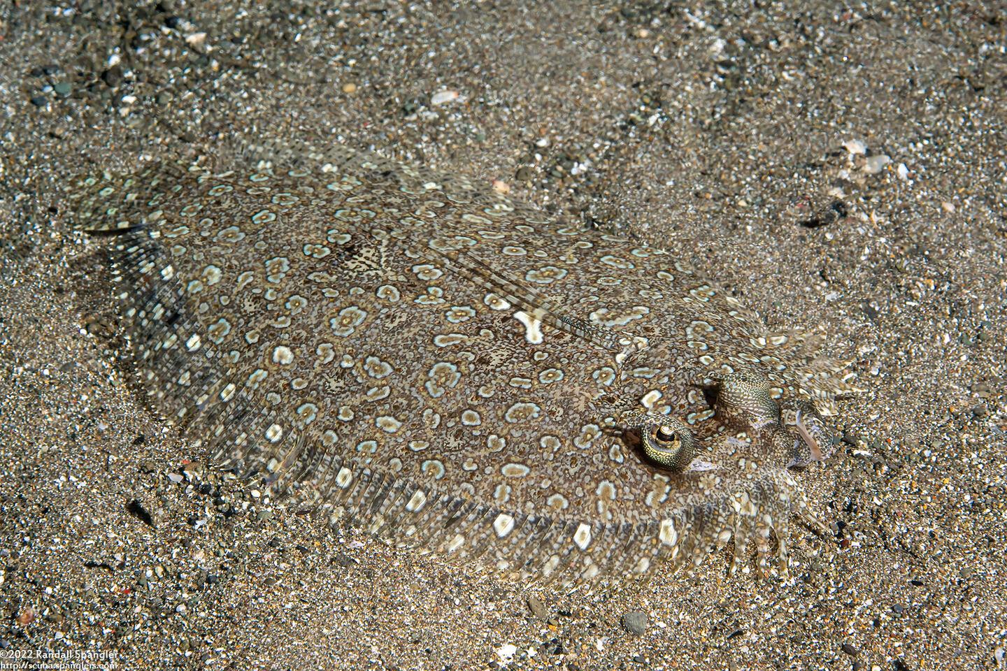 Bothus pantherinus (Panther Flounder)