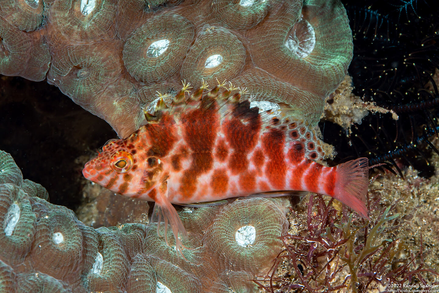 Cirrhitichthys aprinus (Threadfin Hawkfish)