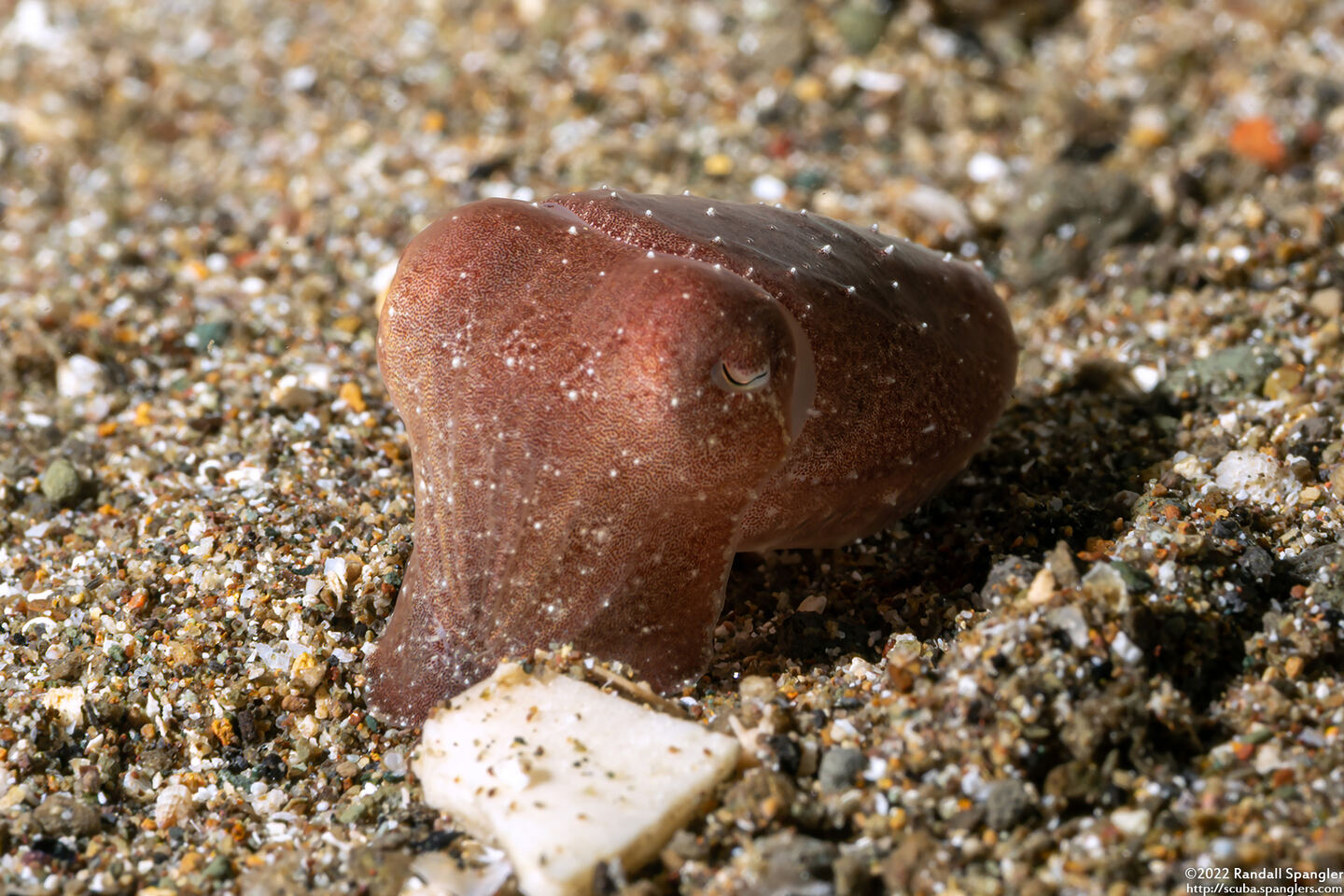 Sepia latimanus (Broadclub Cuttlefish)