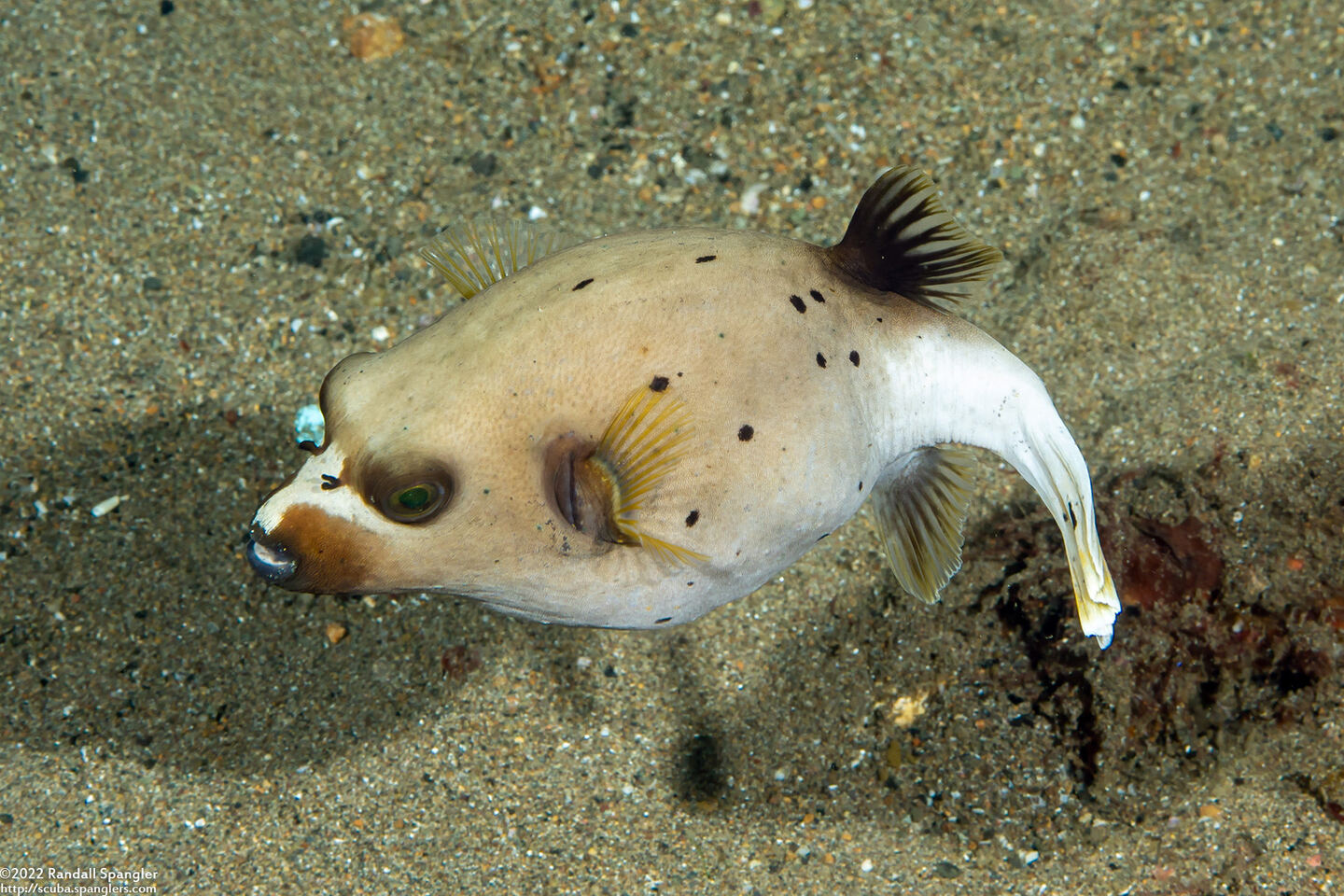 Arothron nigropunctatus (Blackspotted Puffer)