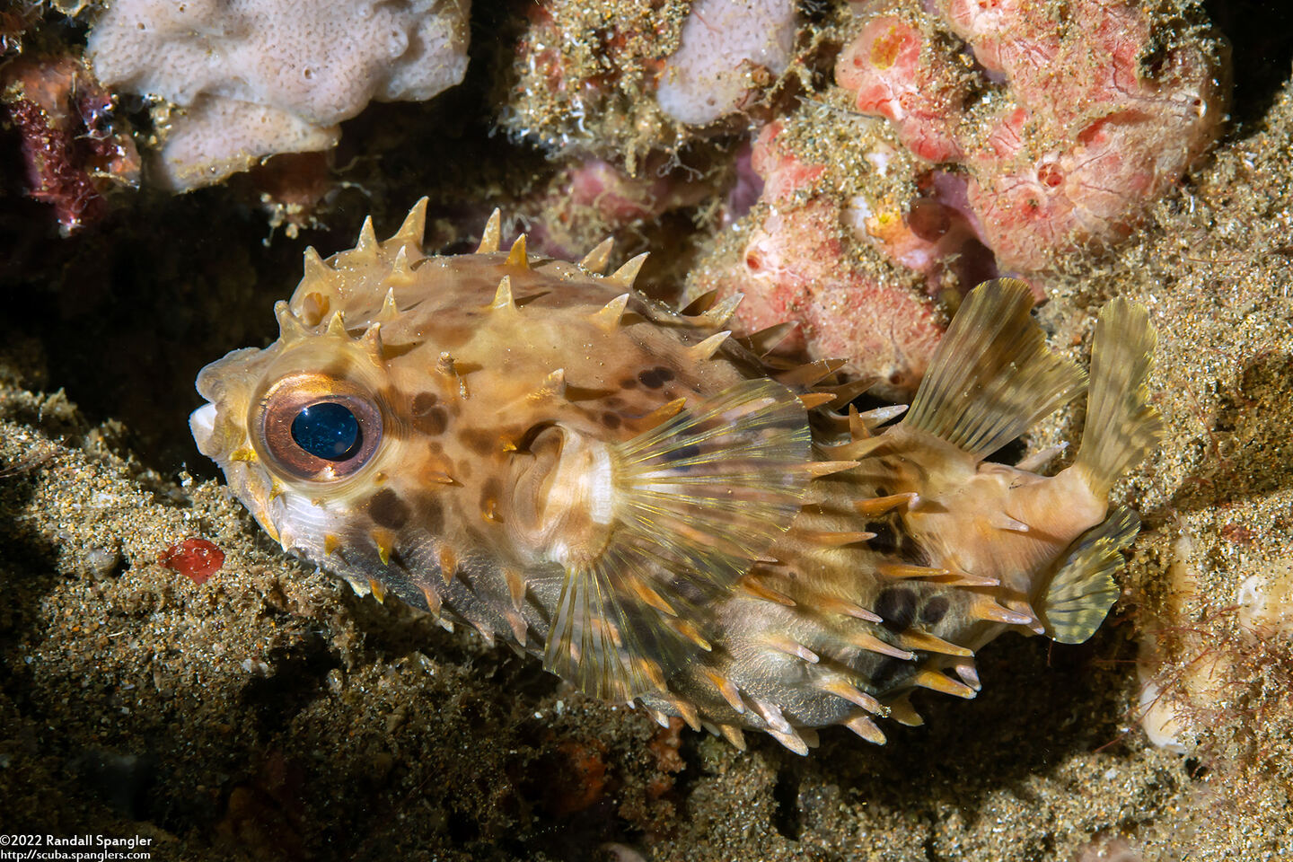 Cyclichthys orbicularis (Orbicular Burrfish)