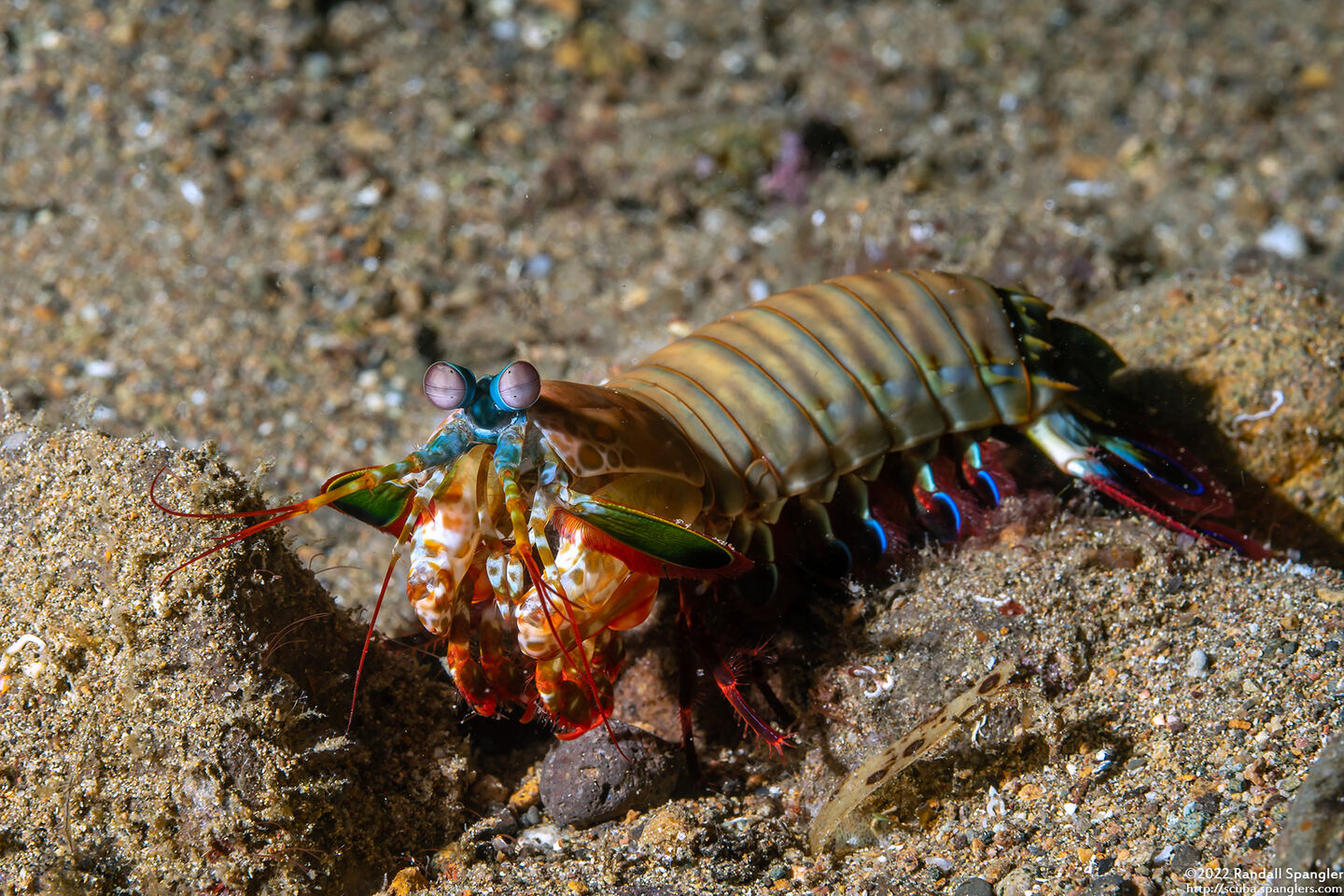 Odontodactylus scyllarus (Peacock Mantis Shrimp)