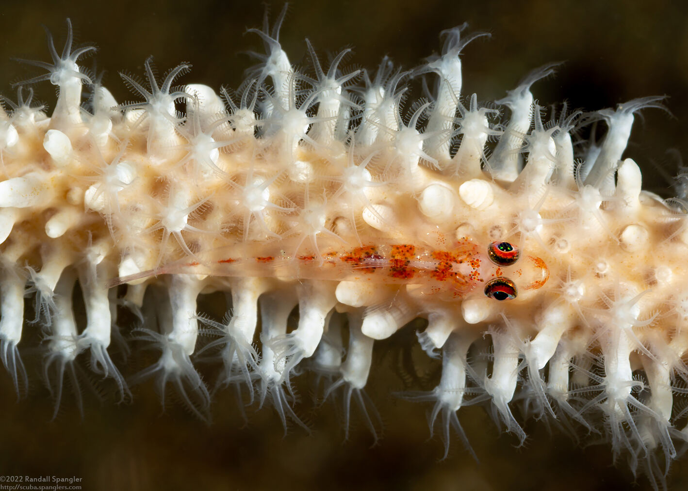 Bryaninops amplus (Large Whip Goby)