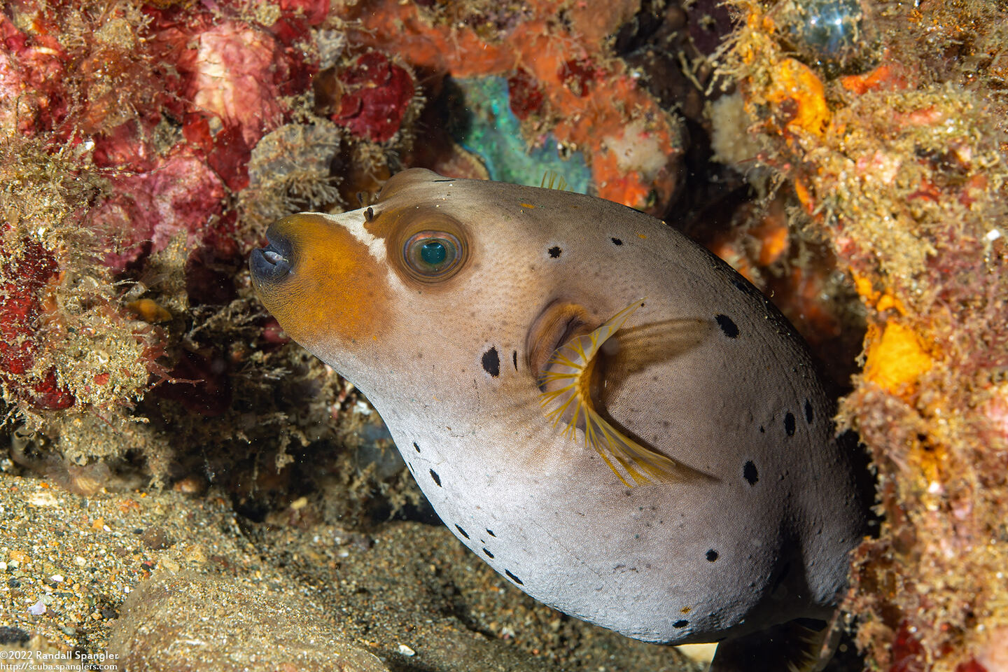 Arothron nigropunctatus (Blackspotted Puffer)