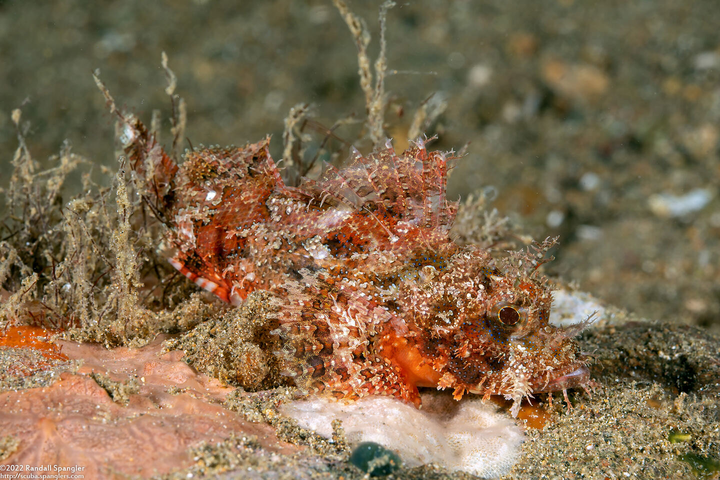 Scorpaenopsis venosa (Raggy Scorpionfish)