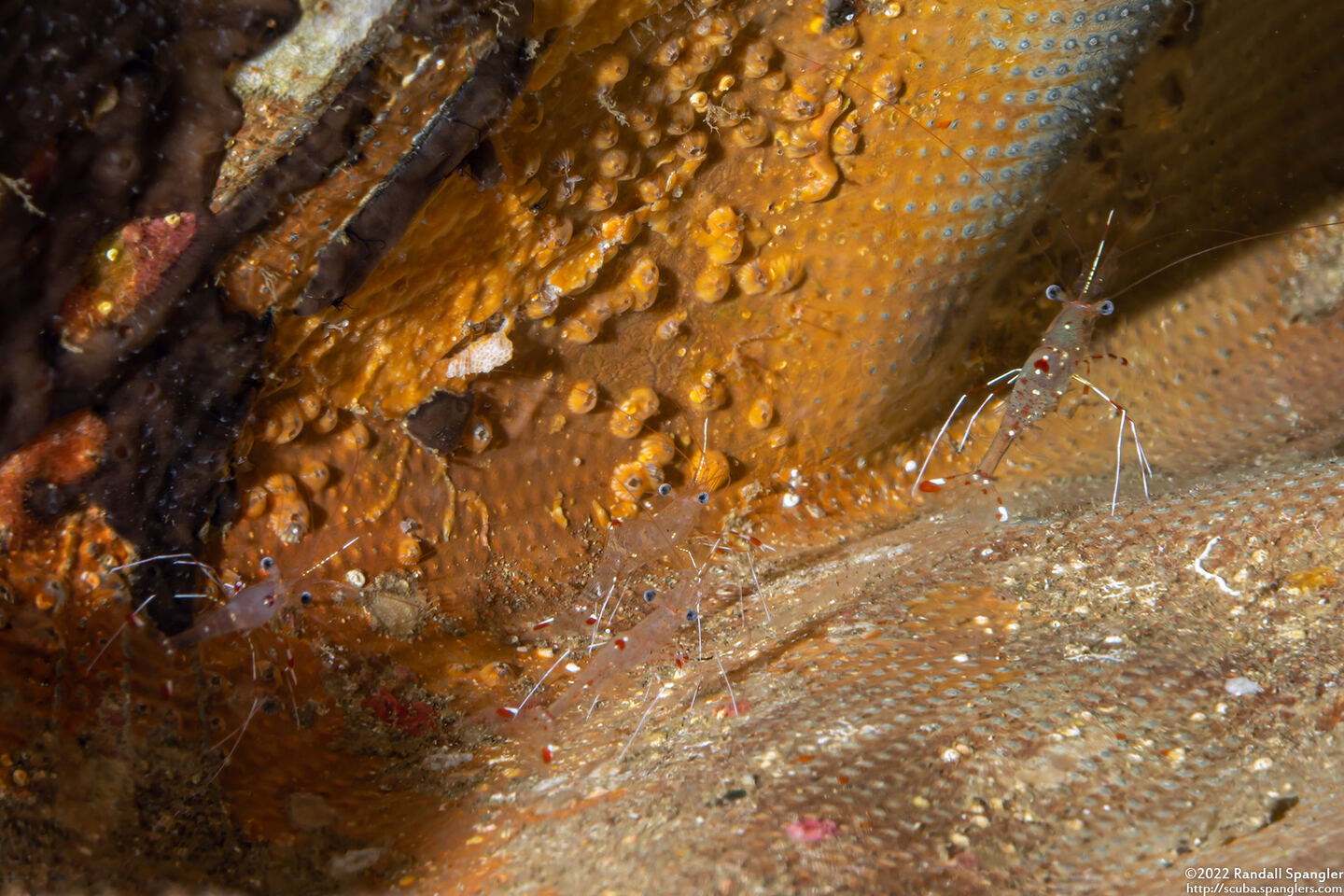 Urocaridella pulchella (Cave Cleaner Shrimp)