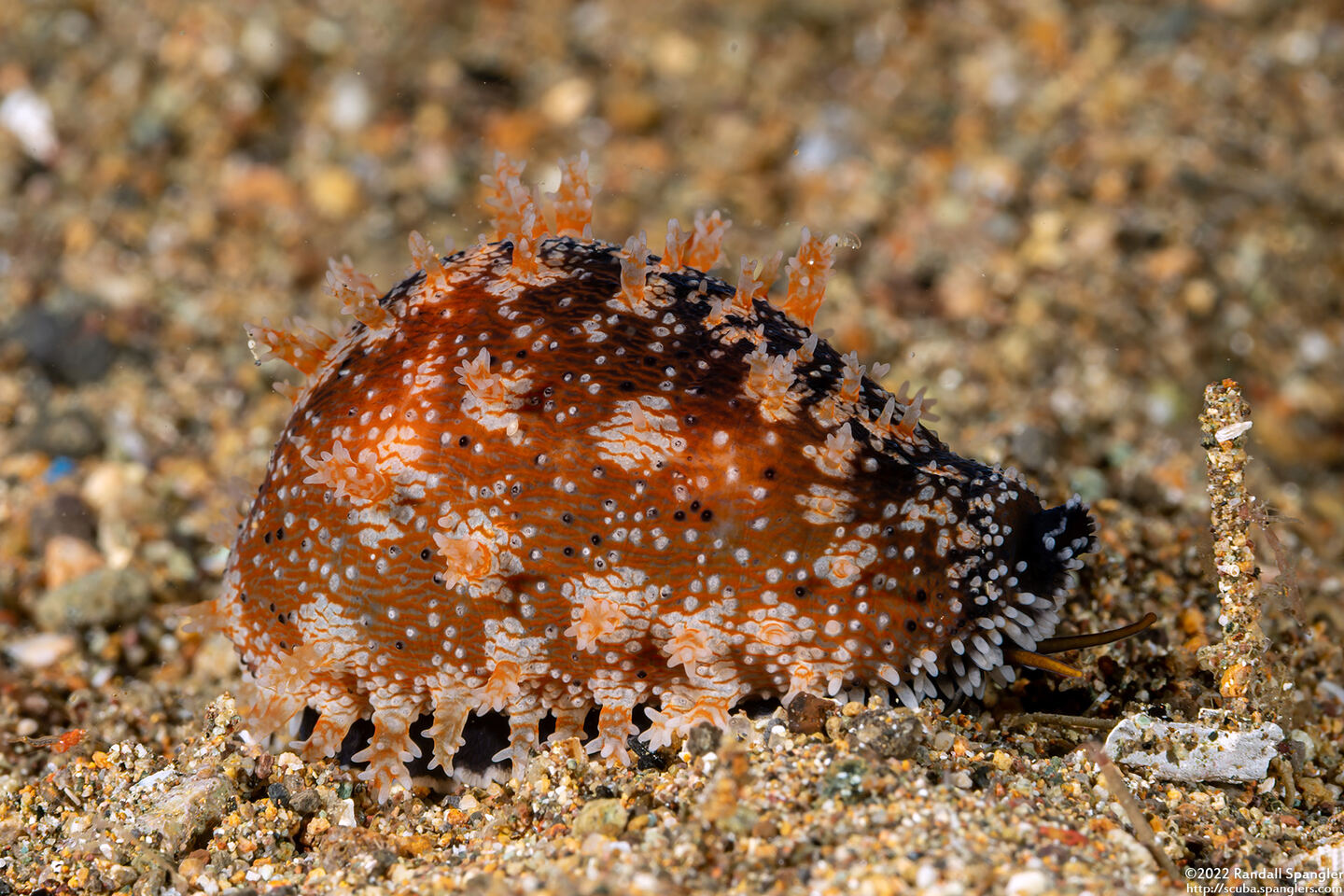 Erronea onyx (Onyx Cowry)