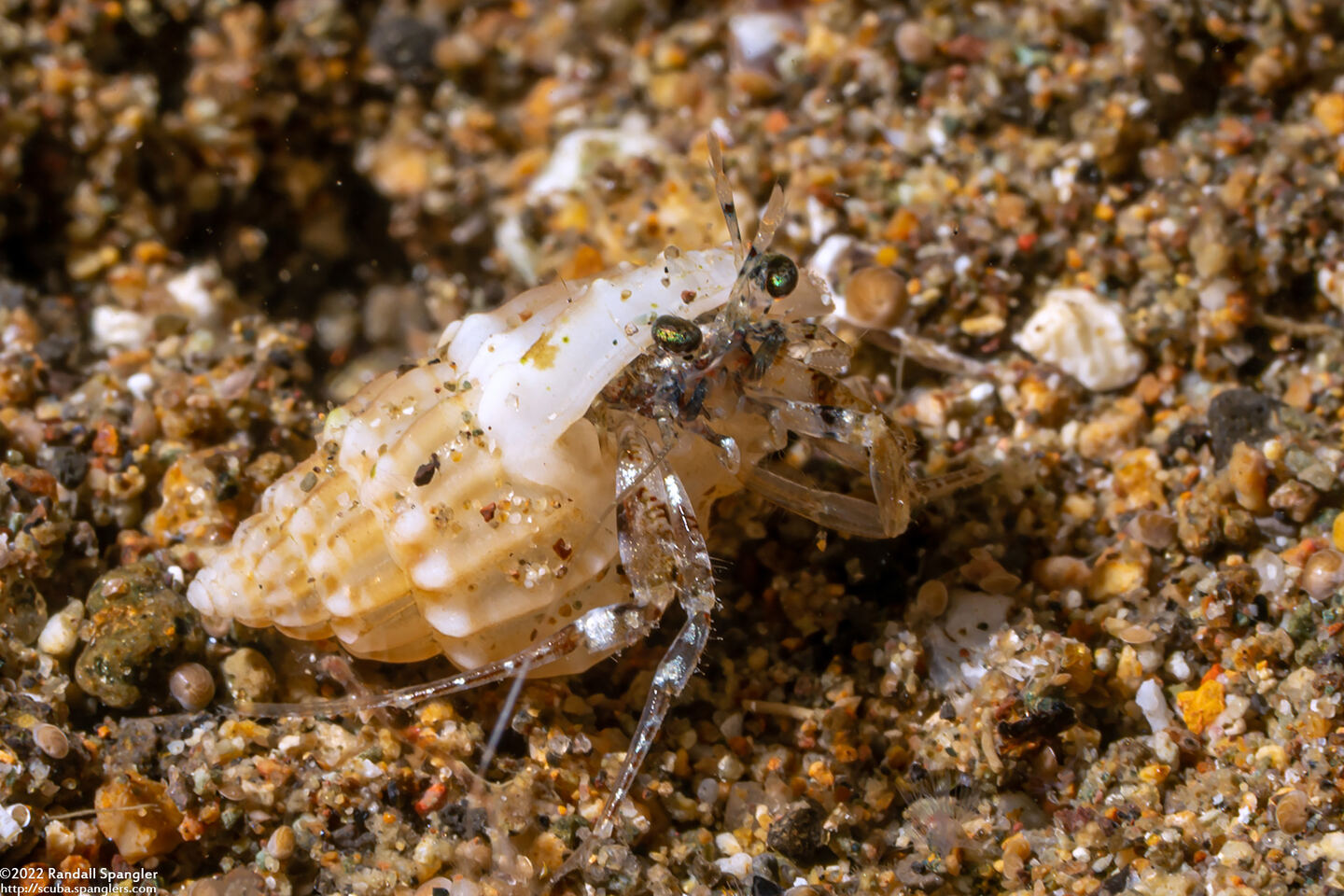 Catapagurus sp.1 (Catapagurus sp.1)