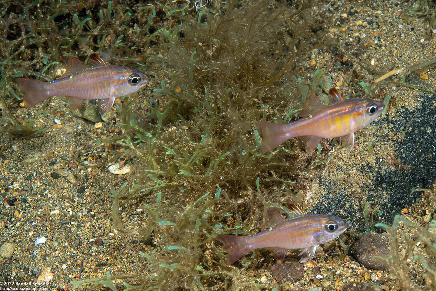 Ostorhinchus moluccensis (Moluccan Cardinalfish)