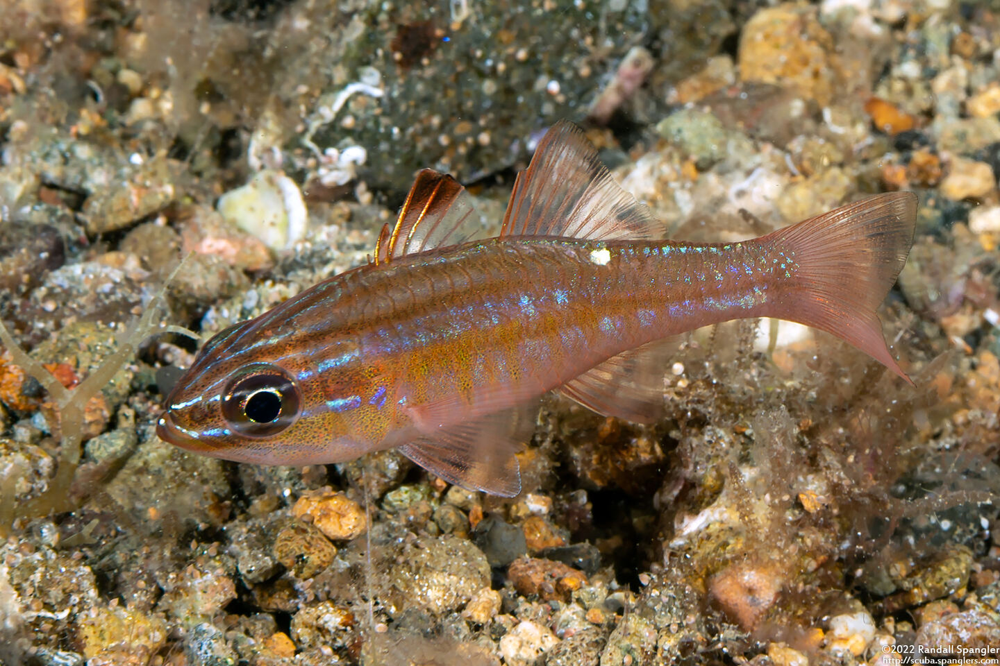 Ostorhinchus moluccensis (Moluccan Cardinalfish)
