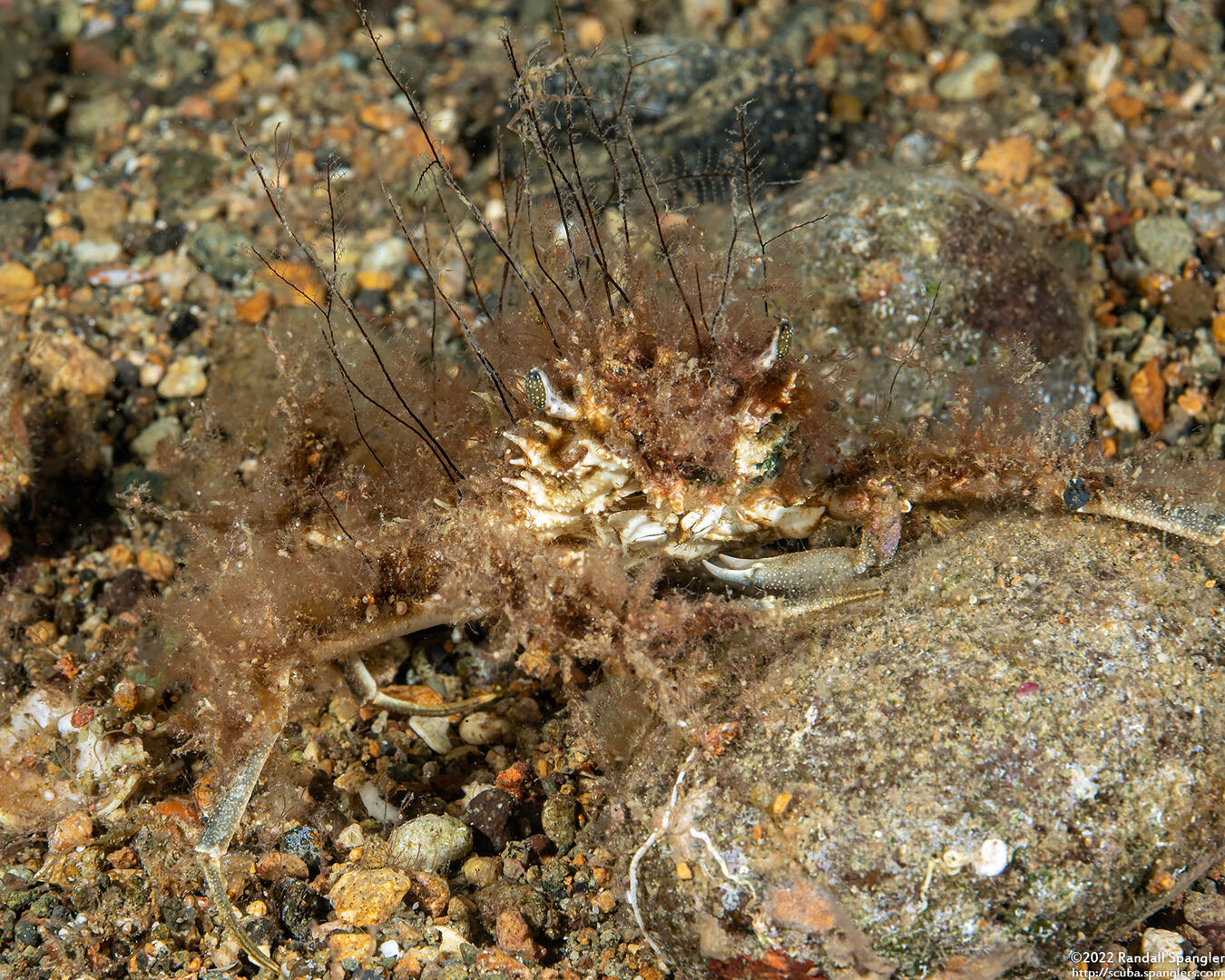 Micippa philyra (Long-Eyed Imitator Crab)