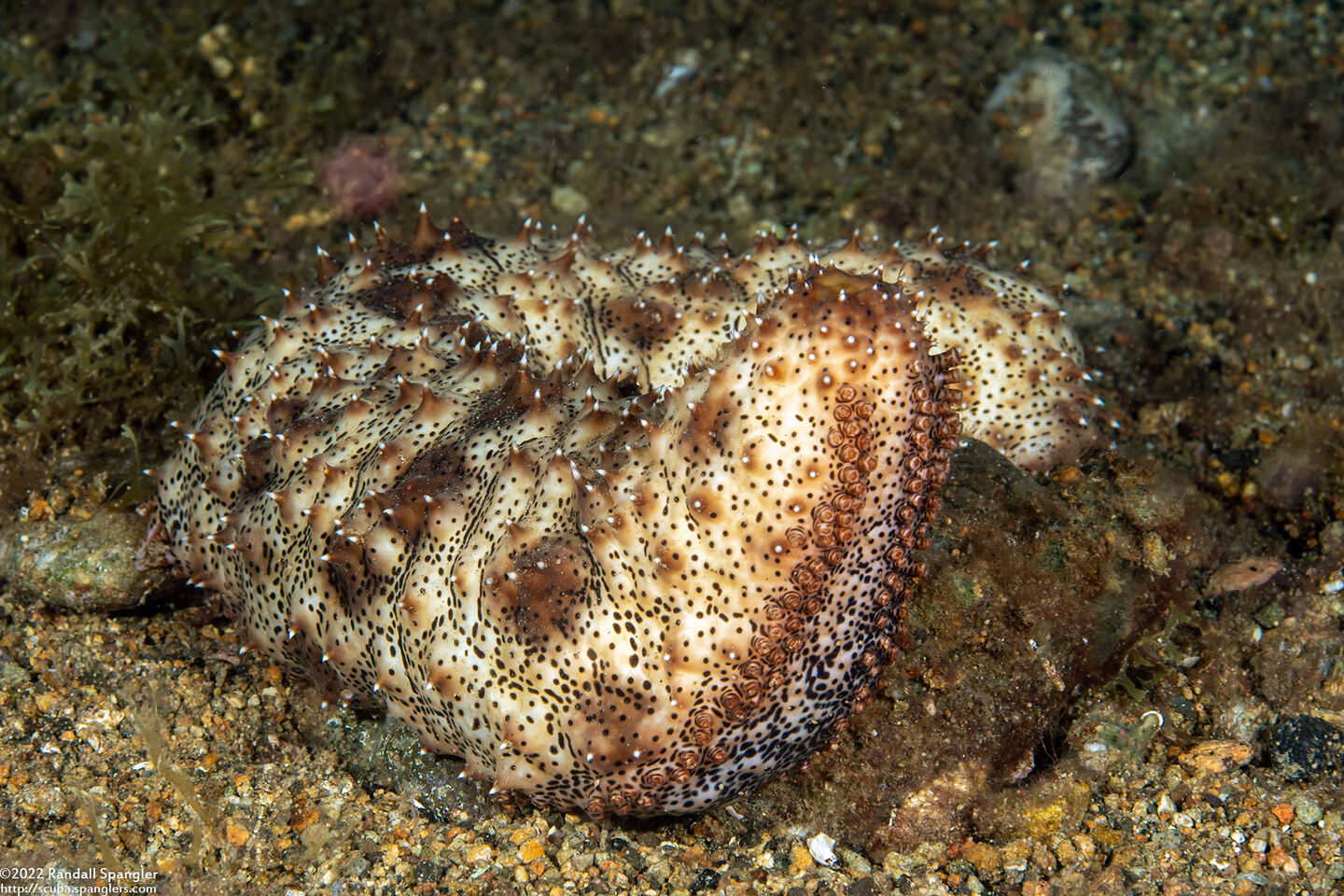Pearsonothuria graeffei (Blackspotted Sea Cucumber)