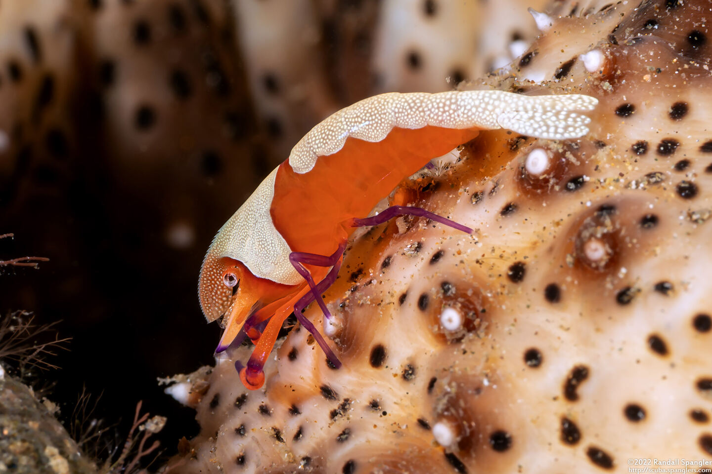 Zenopontonia rex (Emperor Shrimp)