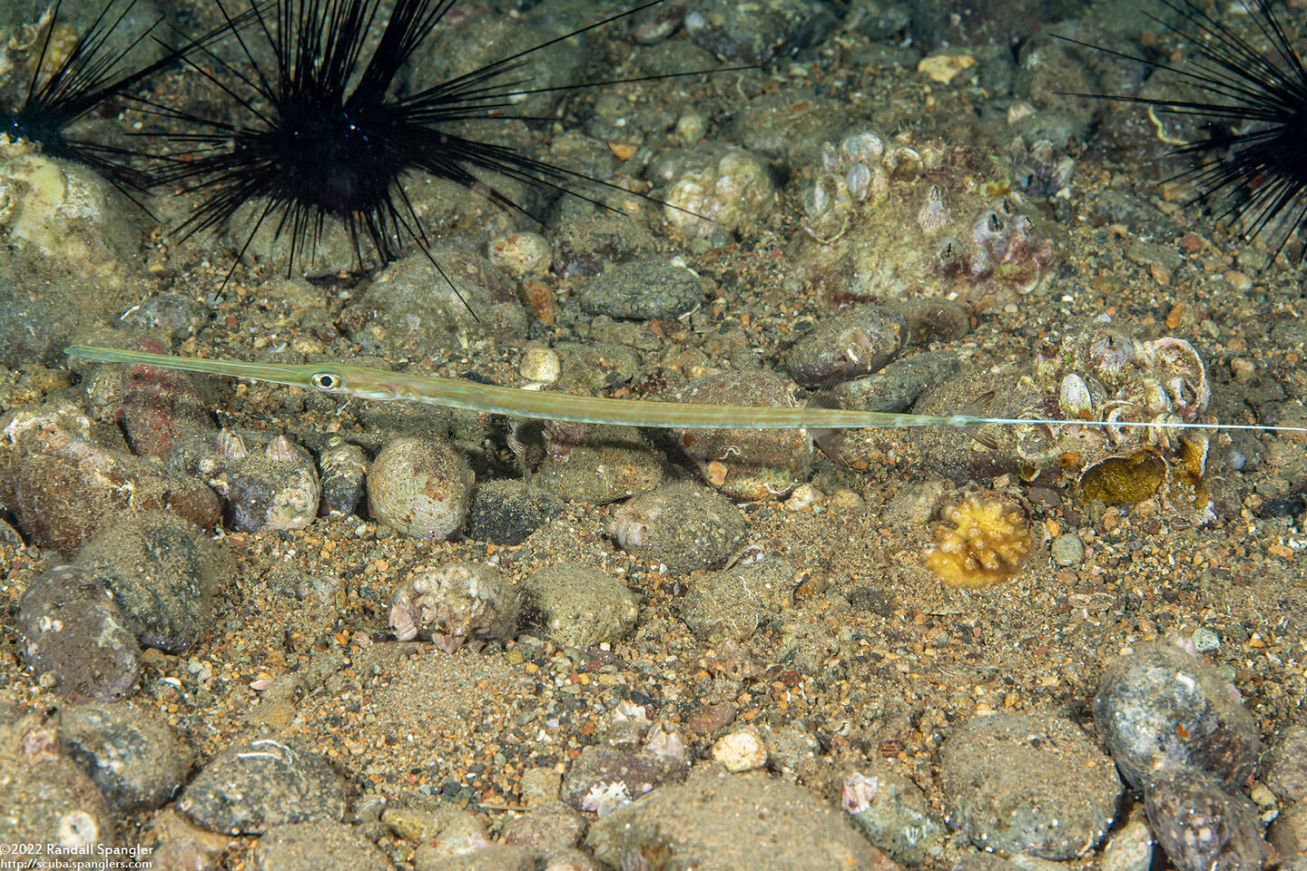 Fistularia commersonii (Bluespotted Cornetfish)
