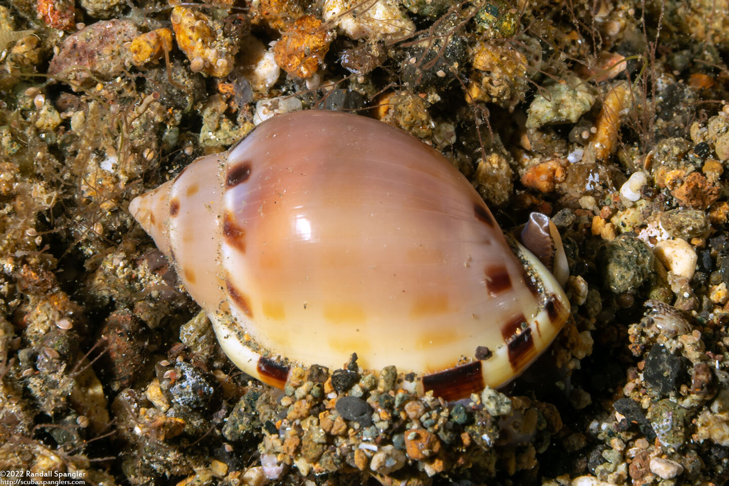 Casmaria erinaceus (Common Bonnet)