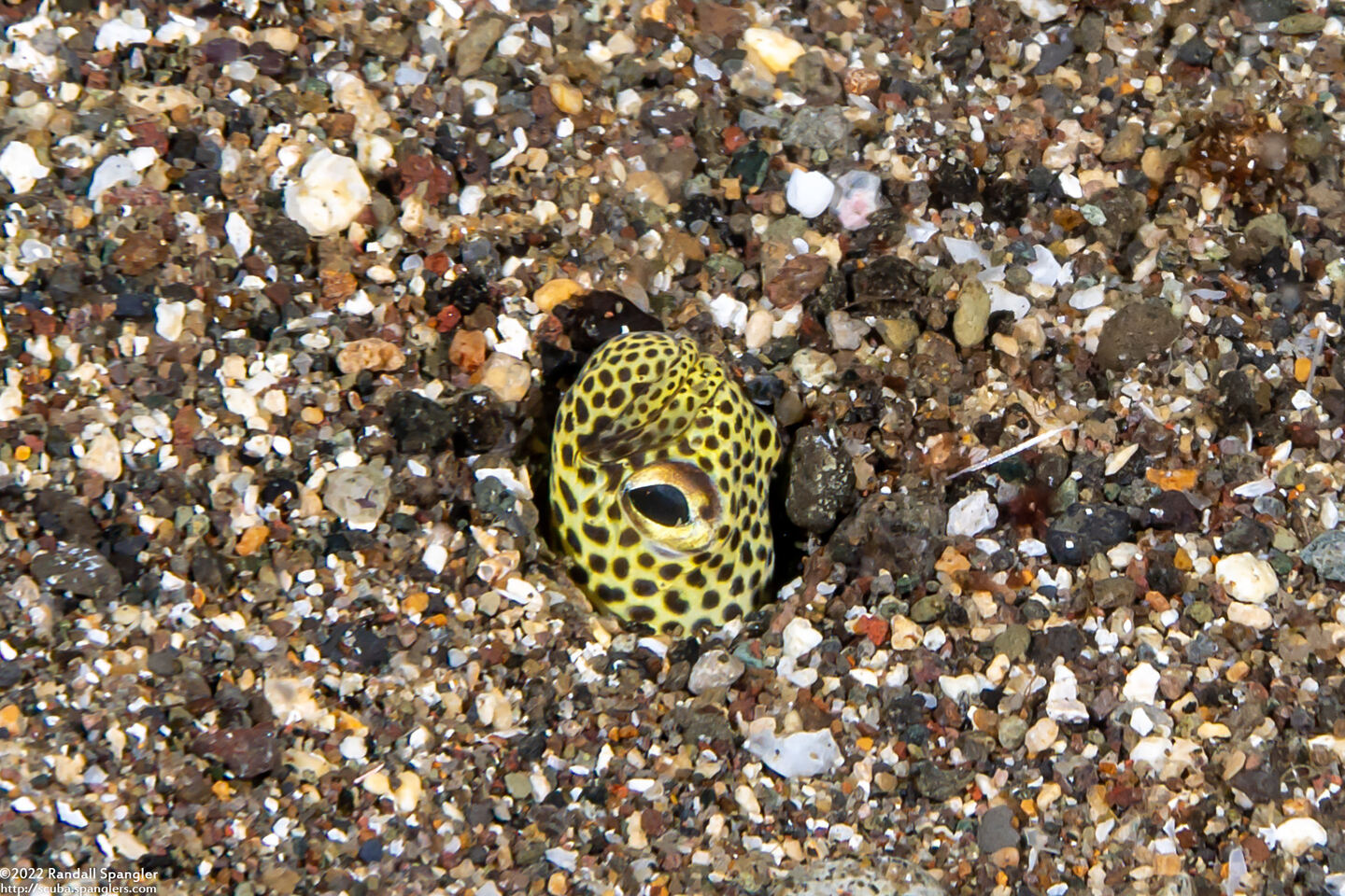 Heteroconger taylori (Taylor's Garden Eel)