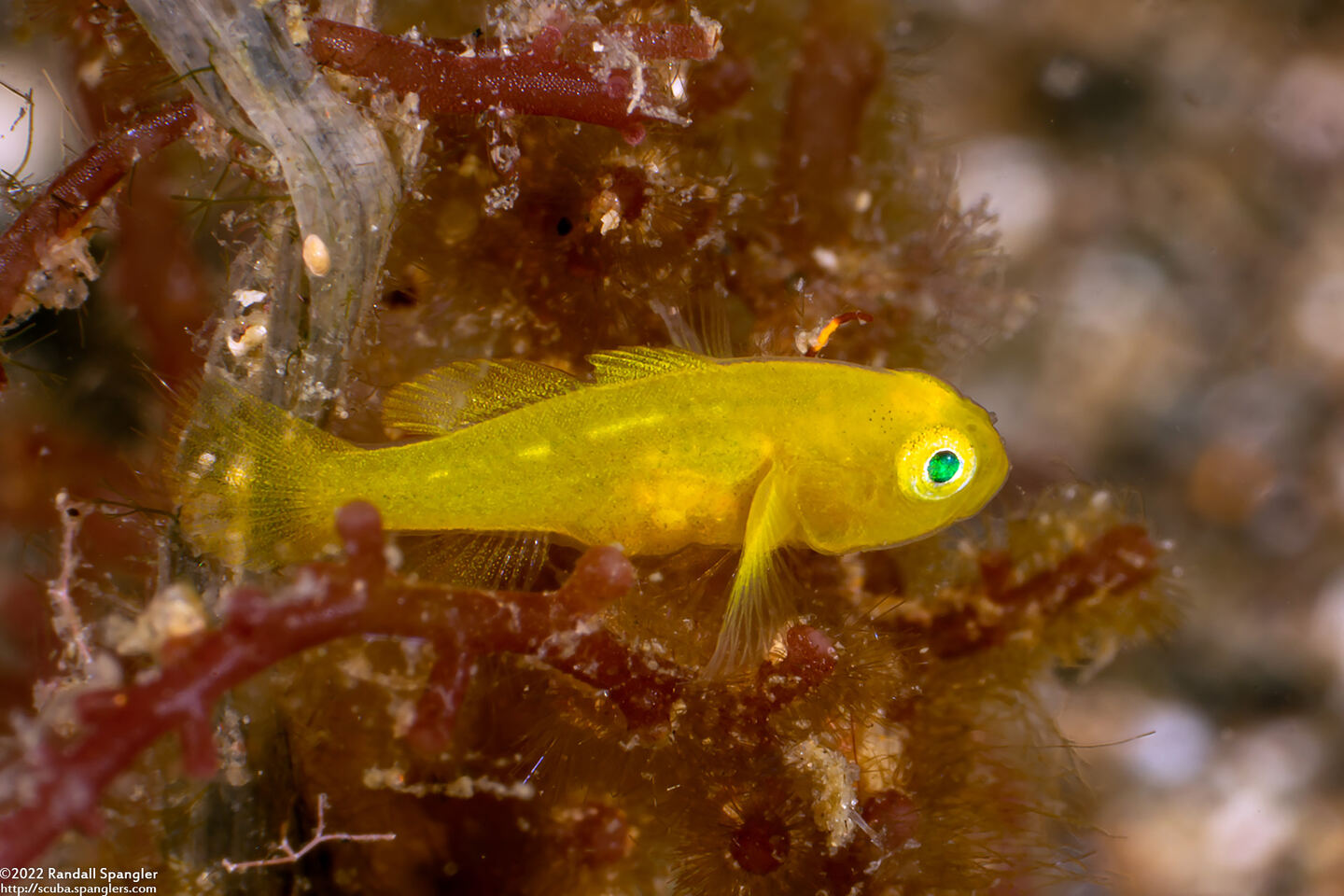 Lubricogobius exiguus (Ornate Goby)
