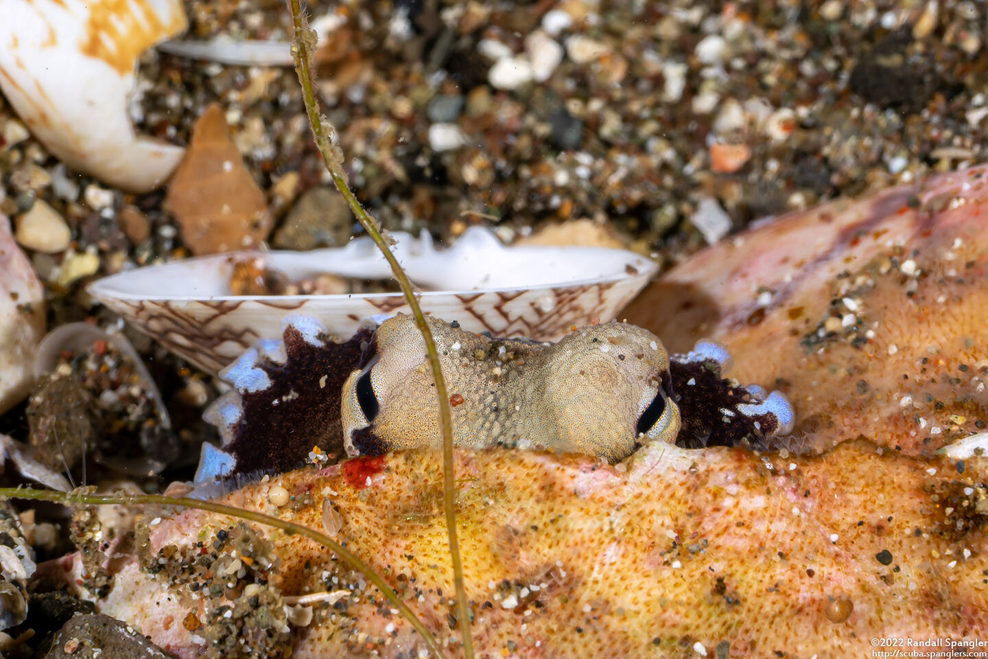 Amphioctopus marginatus (Coconut Octopus)