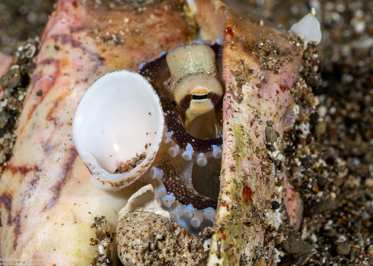 Amphioctopus marginatus (Coconut Octopus)