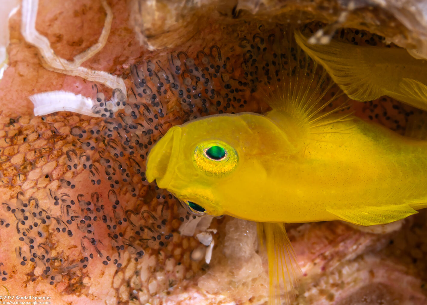 Lubricogobius exiguus (Ornate Goby); With eggs