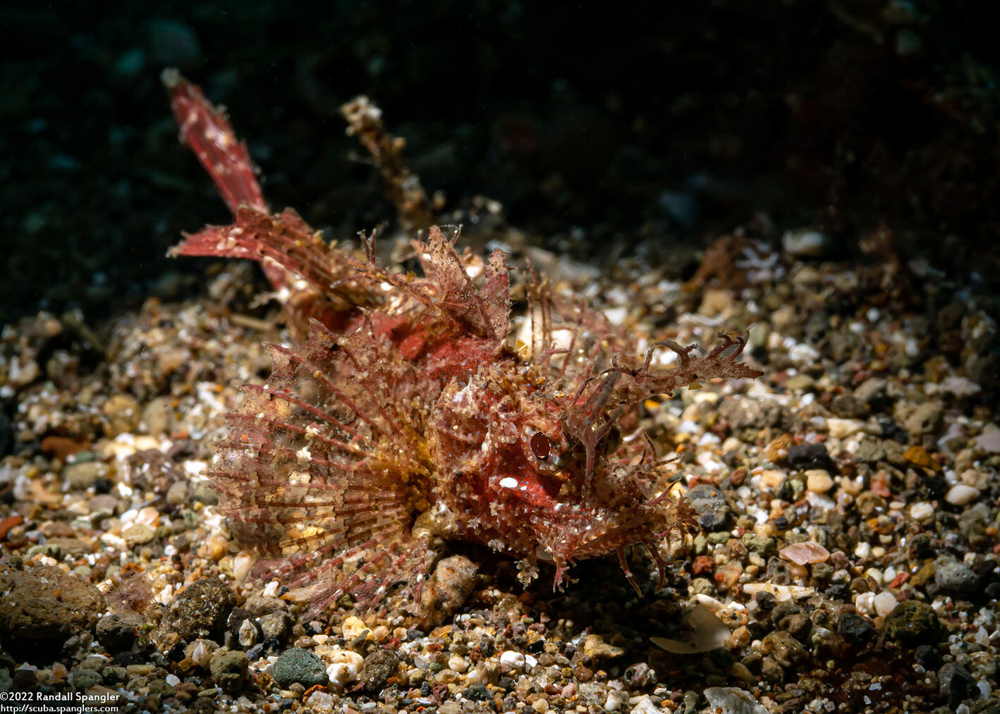 Pteroidichthys amboinensis (Ambon Scorpionfish)
