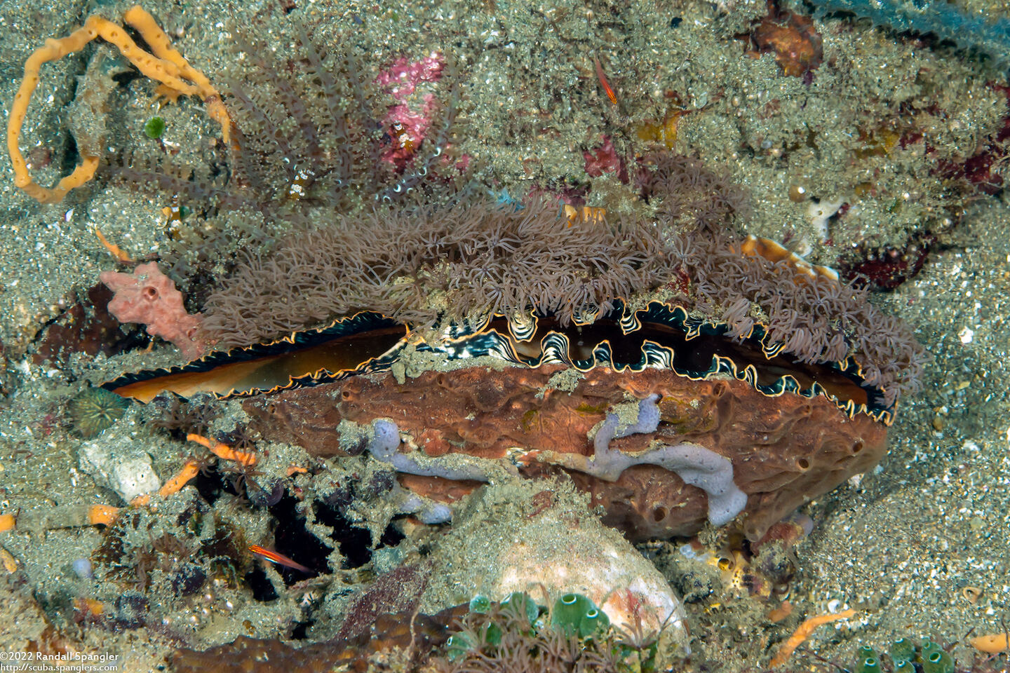 Atrina pectinata (Comb Pen Shell)