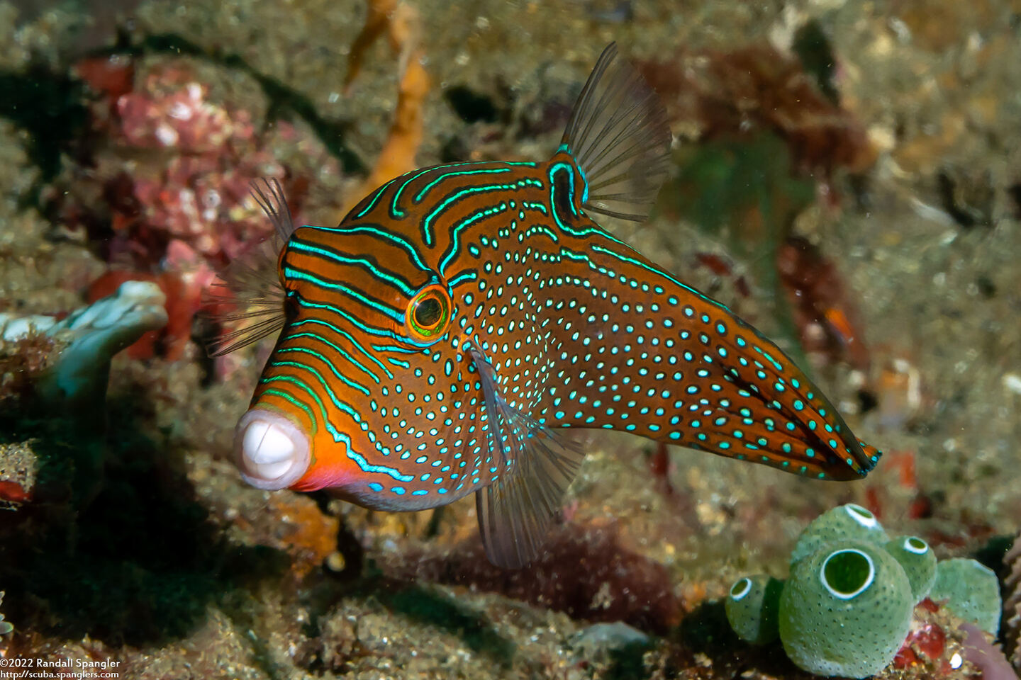 Canthigaster papua (Papuan Toby)