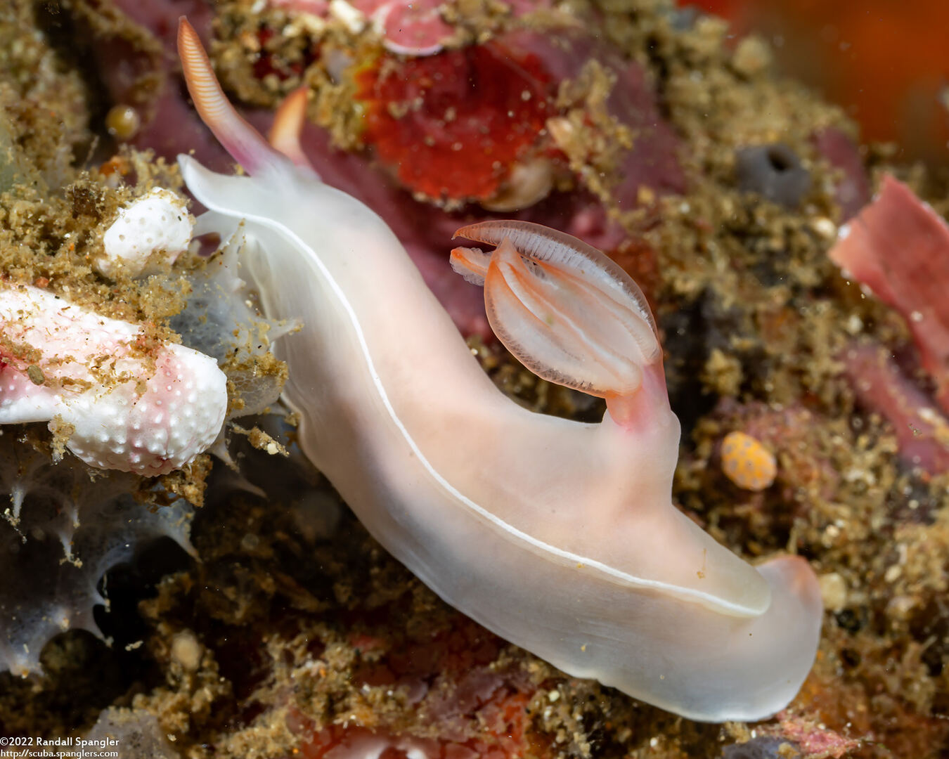 Hypselodoris bullockii (Bullock's Hypselodoris)