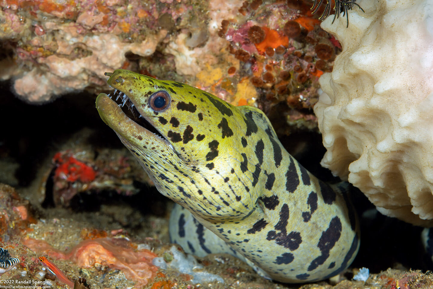 Gymnothorax fimbriatus (Fimbriated Moray)
