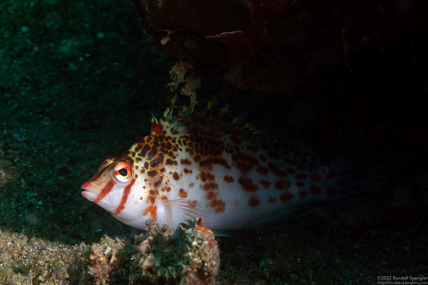 Cirrhitichthys falco (Dwarf Hawkfish)