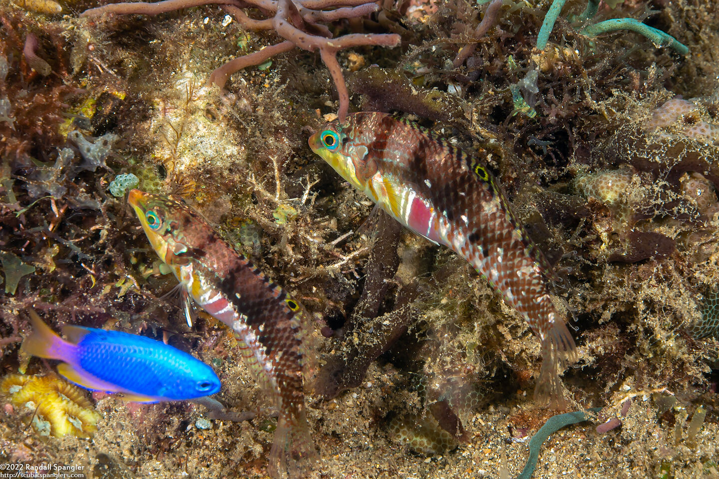 Halichoeres nebulosus (Nebulous Wrasse)
