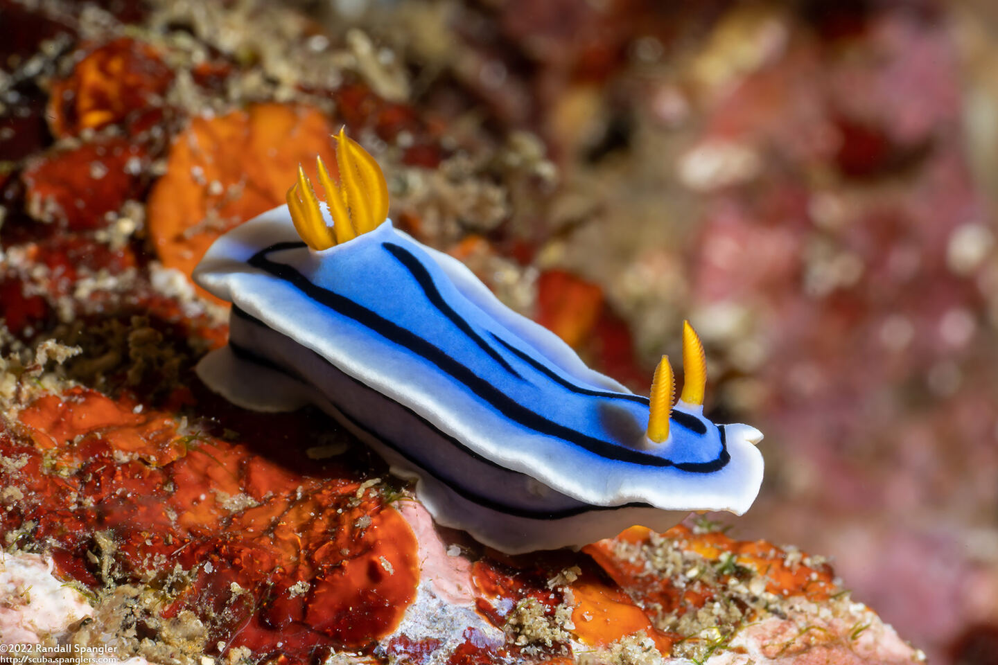 Chromodoris lochi (Loch's Chromodoris)