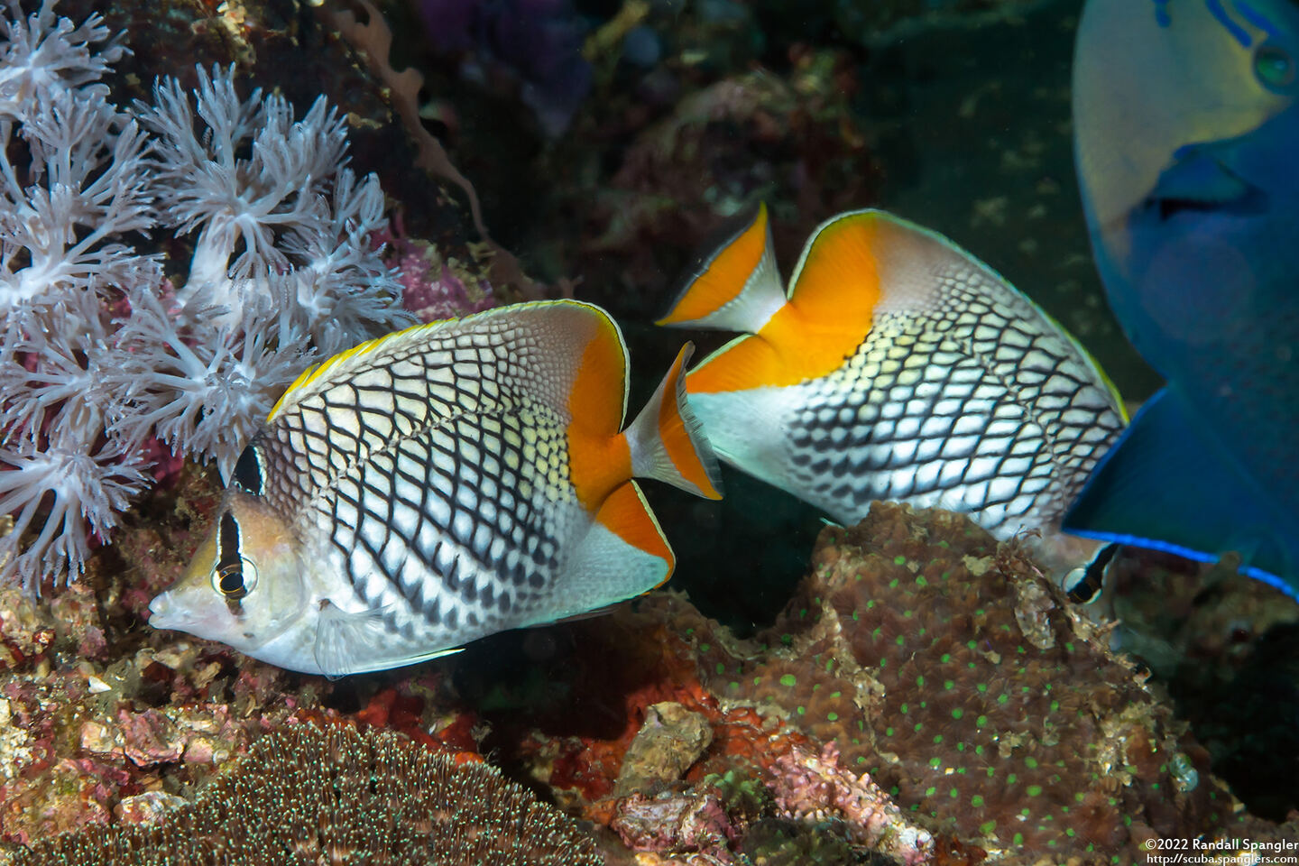 Chaetodon xanthurus (Crosshatch Butterflyfish)