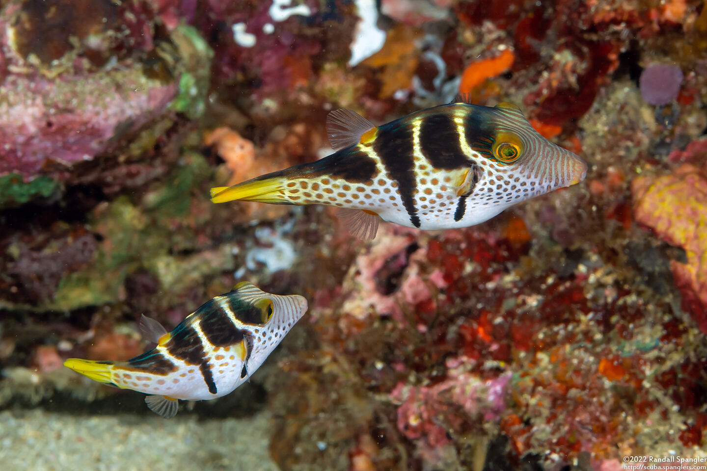 Canthigaster valentini (Black-Saddled Toby)