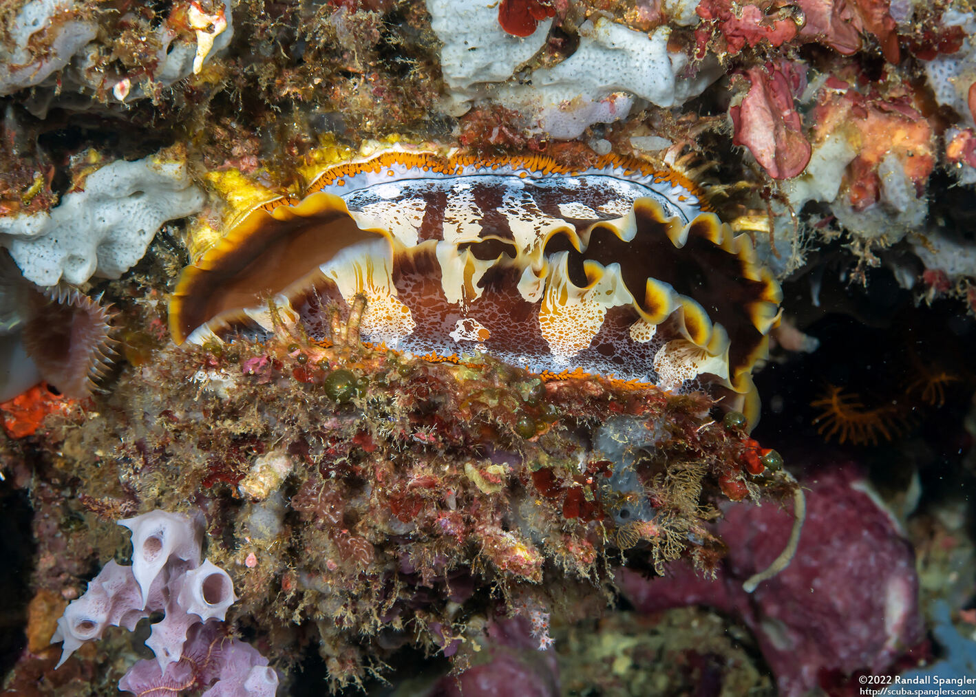 Spondylus varius (Variable Thorny Oyster)