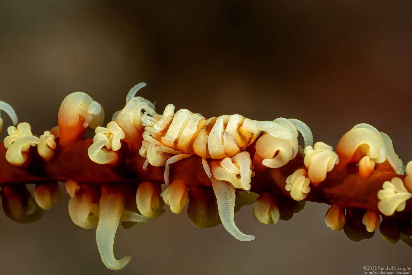 Pontonides ankeri (Barred Wire Coral Shrimp)