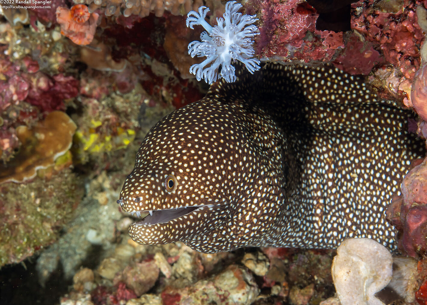 Gymnothorax meleagris (Whitemouth Moray)