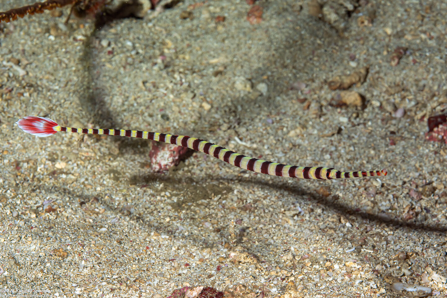 Dunckerocampus dactyliophorus (Ringed Pipefish)