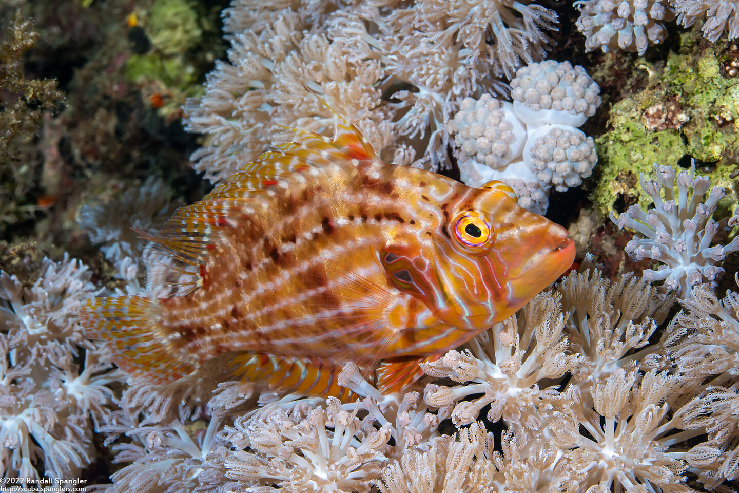 Pteragogus enneacanthus (Cockerel Wrasse)