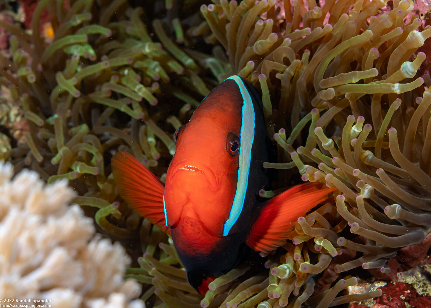 Amphiprion frenatus (Tomato Anemonefish)