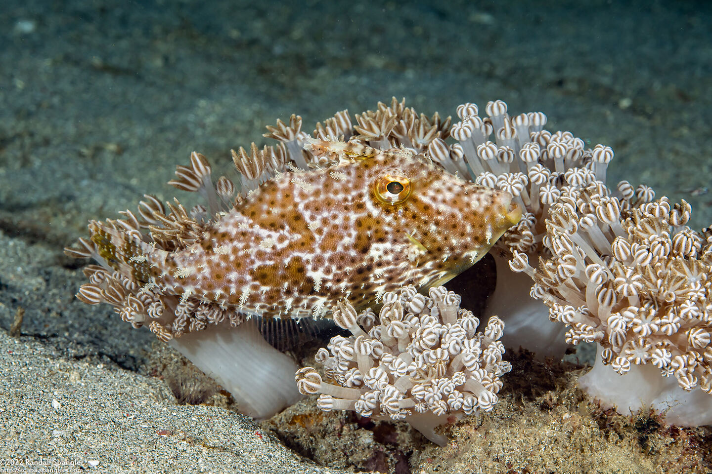Pseudomonacanthus macrurus (Strapweed Filefish)