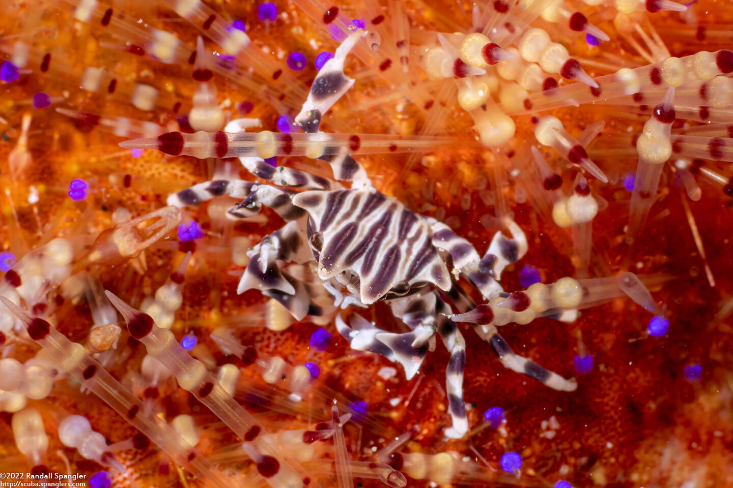 Zebrida adamsii (Zebra Urchin Crab)