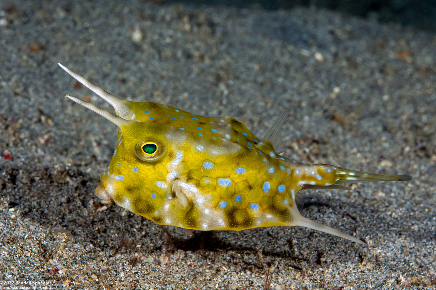 Lactoria cornuta (Longhorn Cowfish)